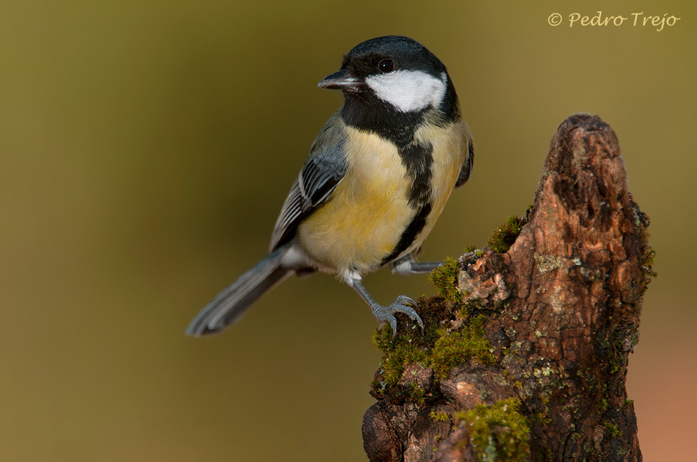 Carbonero común (Parus major)